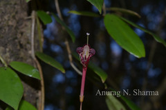 Aeschynanthus perrottetii